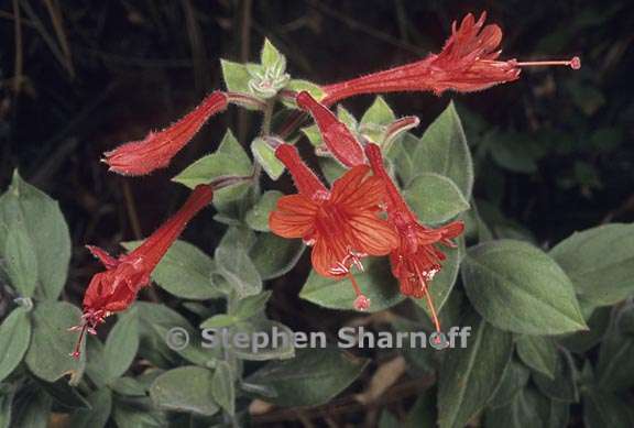 epilobium canum ssp latifolium 4 graphic